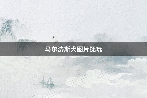 马尔济斯犬图片抚玩